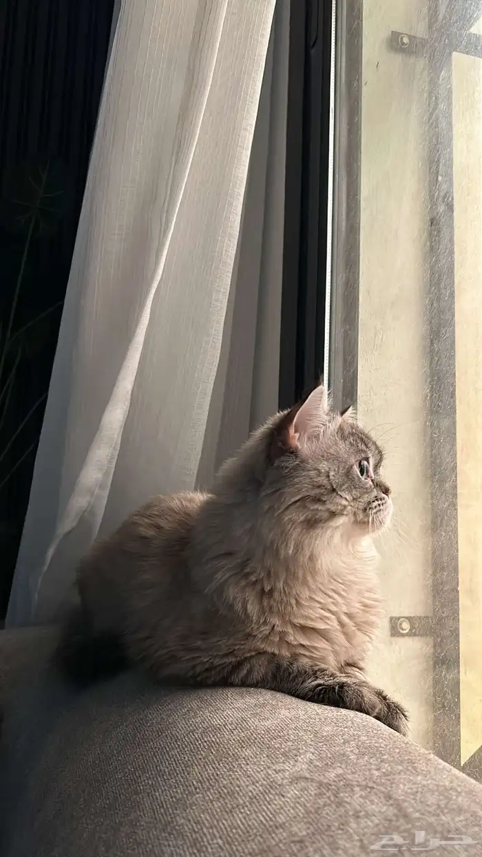 قطو ذكر للبيع 3