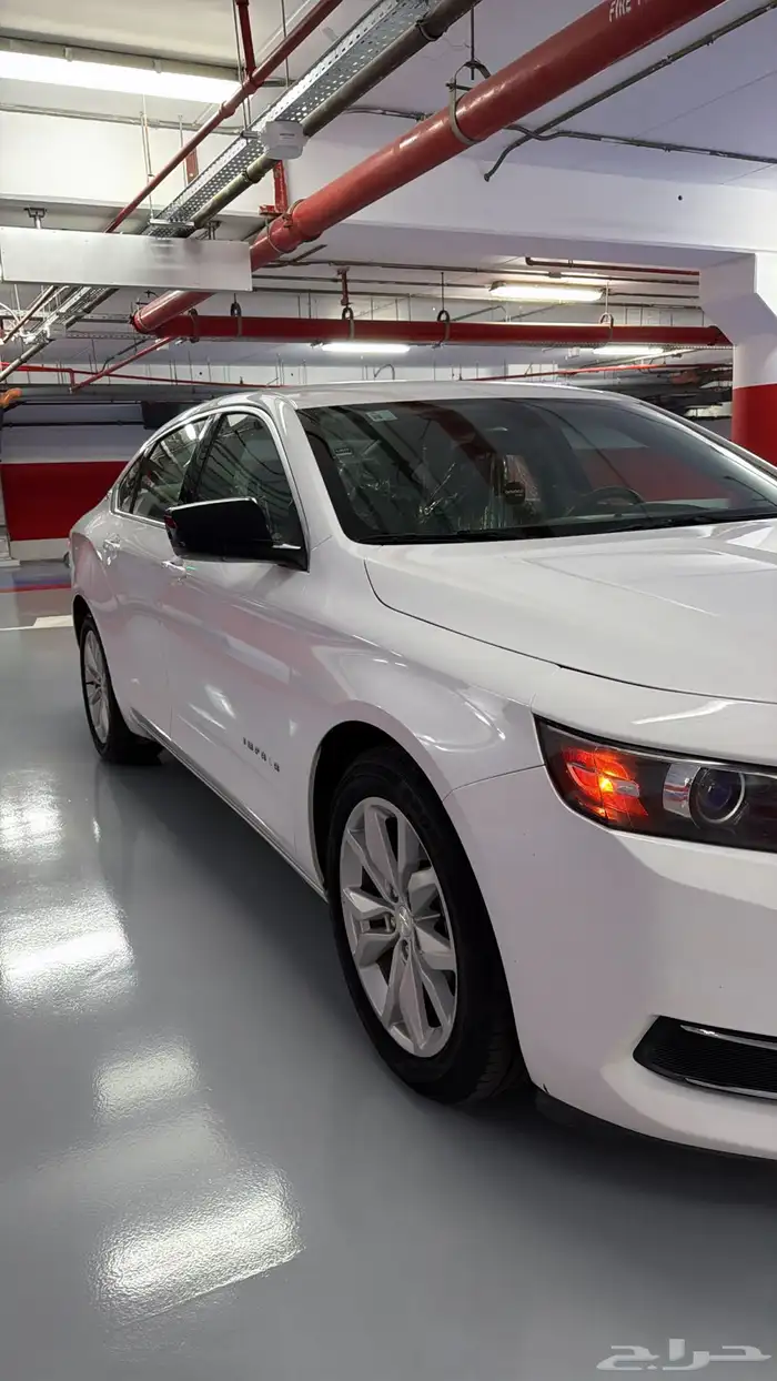 آمبالا الغزال الامريكي   . 9