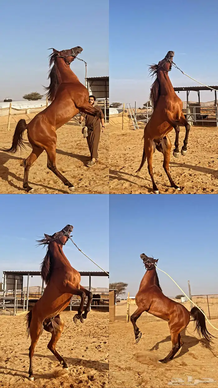 حصان عربي واهو 6