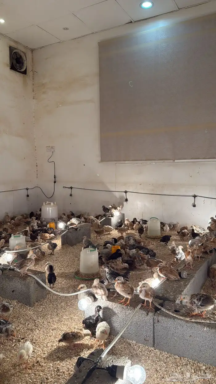 فروخ دجاج للبيع 0