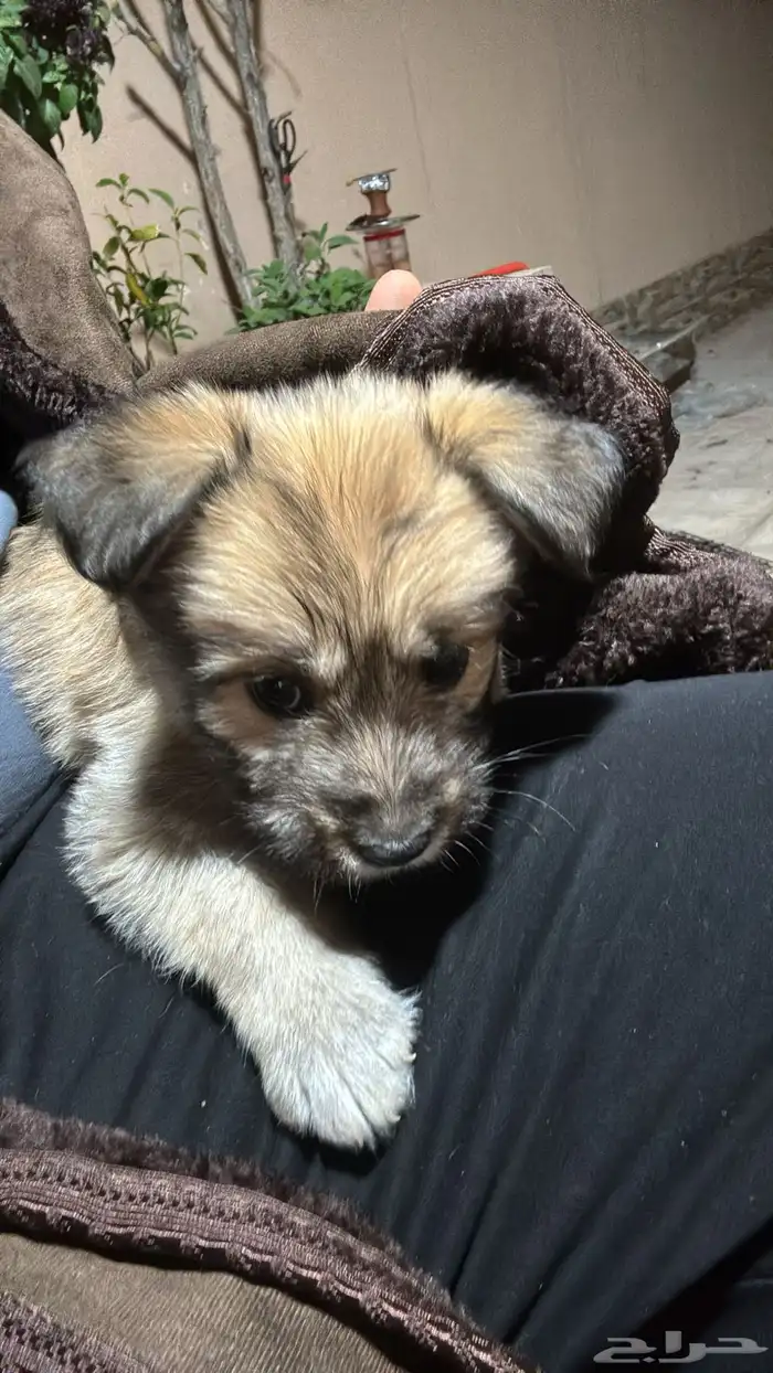 كلب صغير هجين شيتوس ومالتيز واضح في الصوره عمر شهرين 0