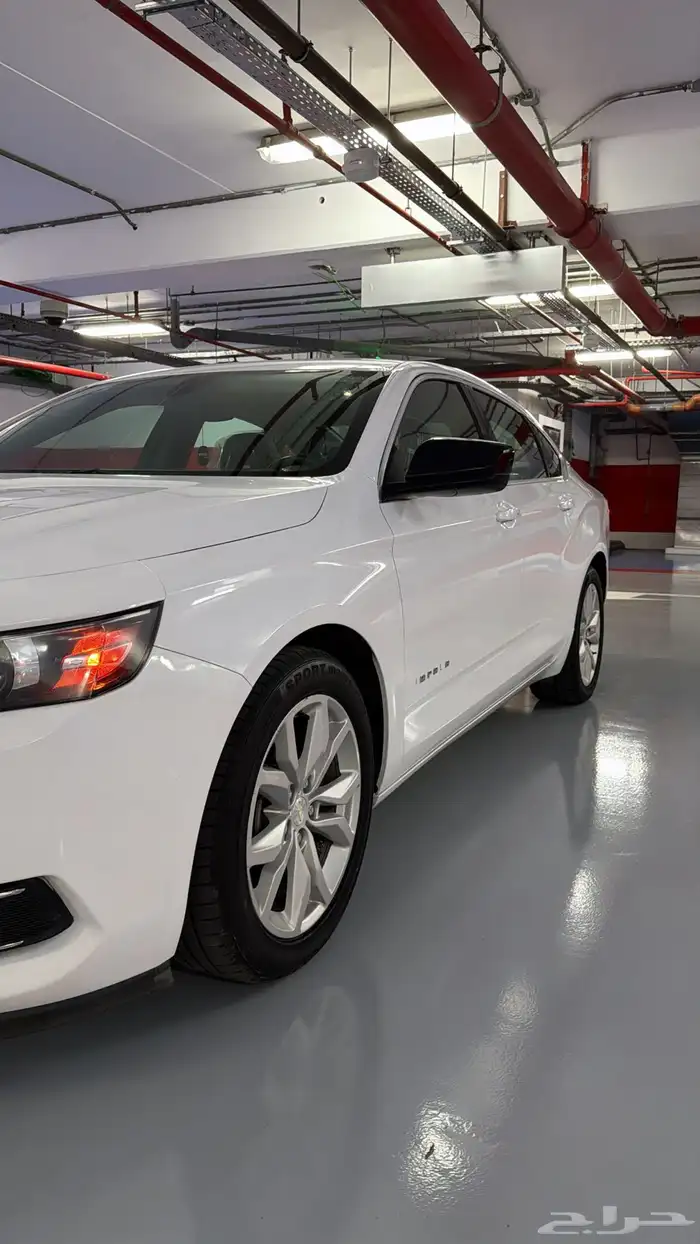 آمبالا الغزال الامريكي   . 8