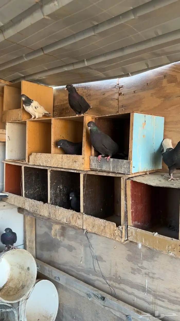 حمام قطايف 2