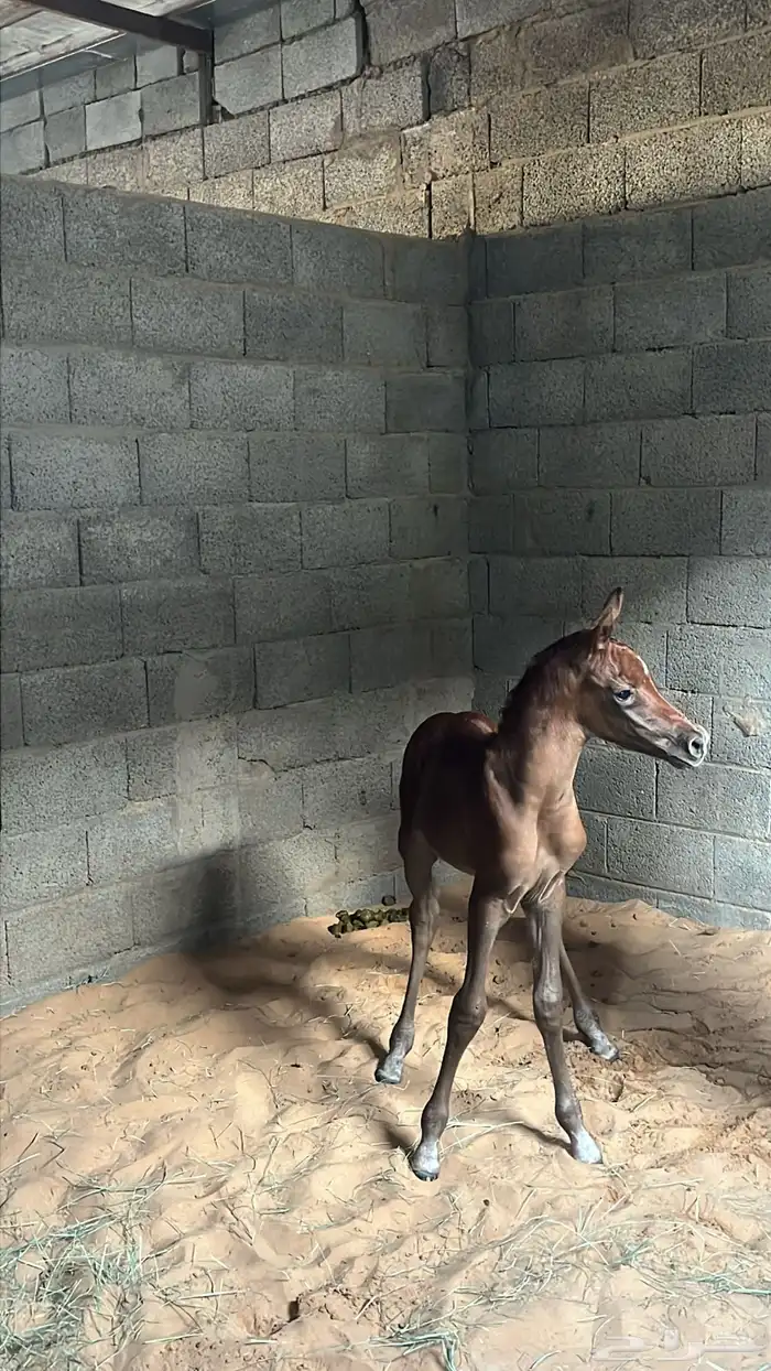 فرس شعبيه تنافس الواهو 3