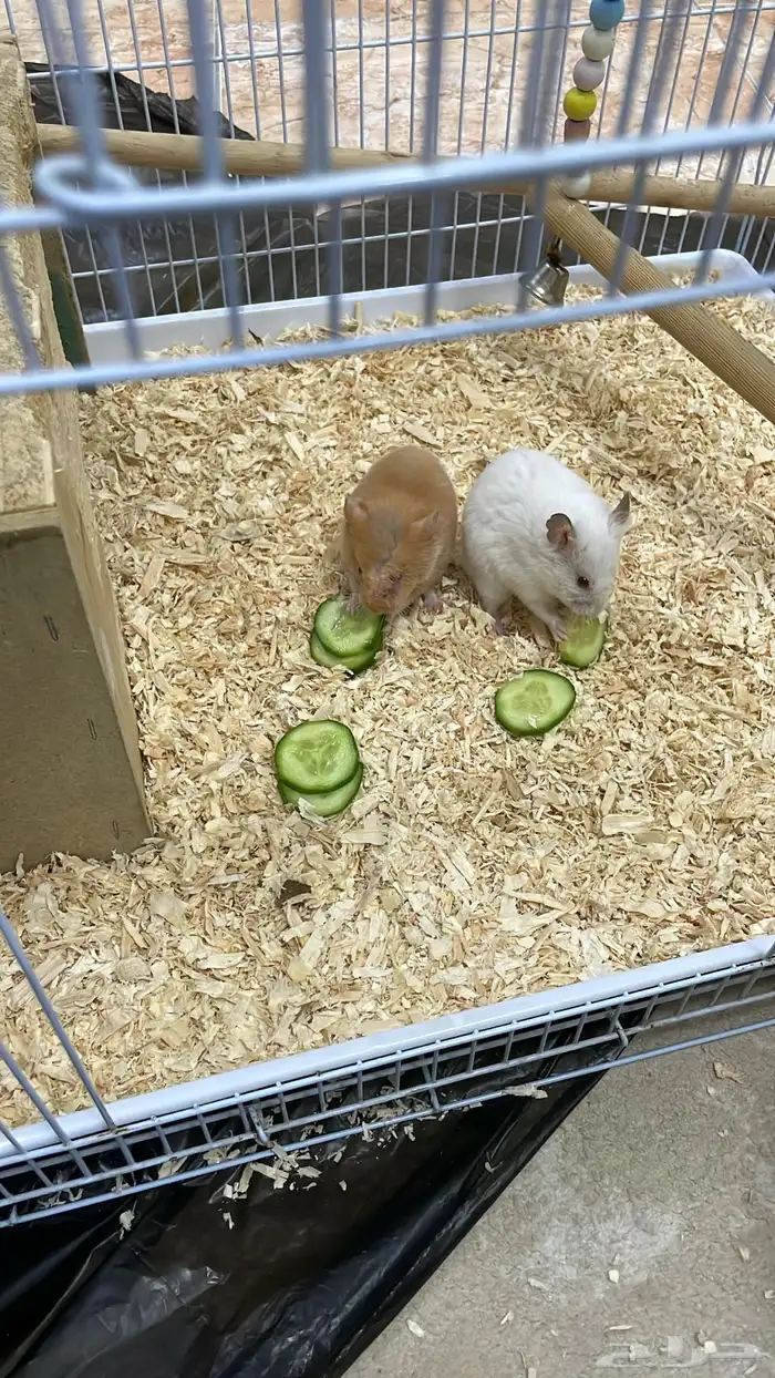 زوج هامستر نوع سوري عمر صغير 2