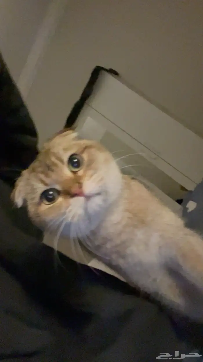 قط سكوتش فولد للبيع 2