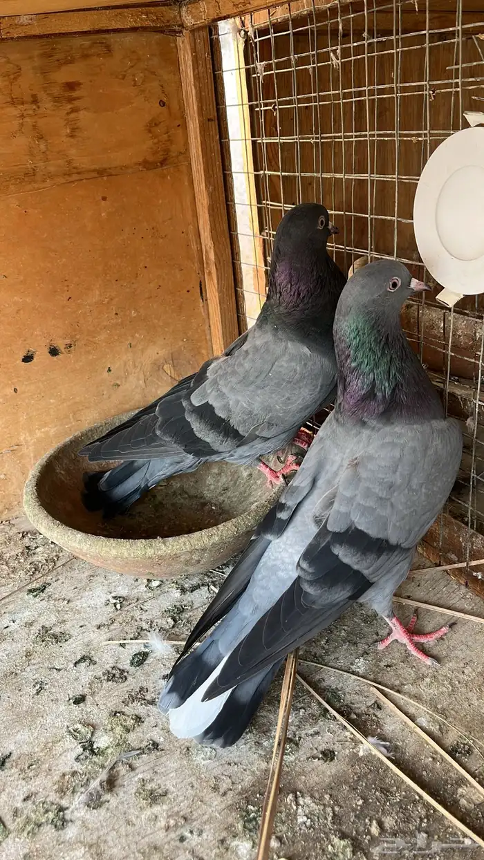 حمام قطيفي للبيع 0