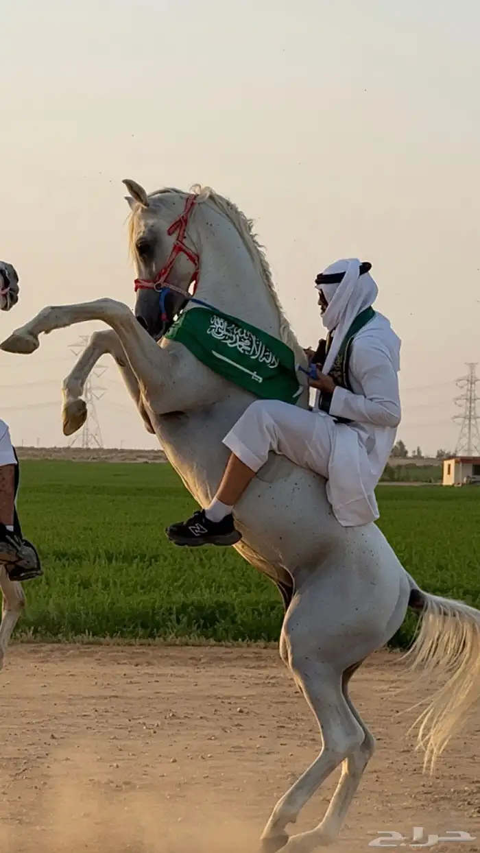 حصان عربي اصيل 2