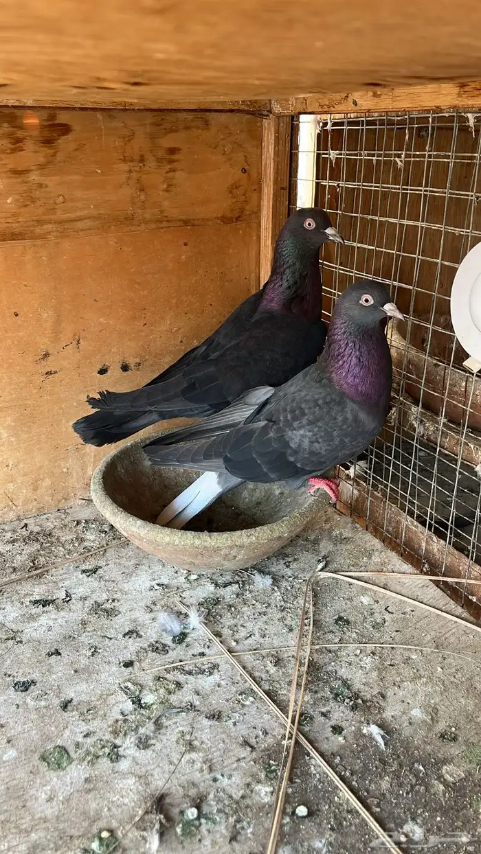 حمام قطيفي للبيع 1