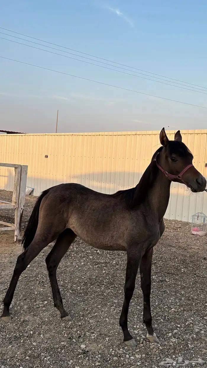 مهره شعبيه 4