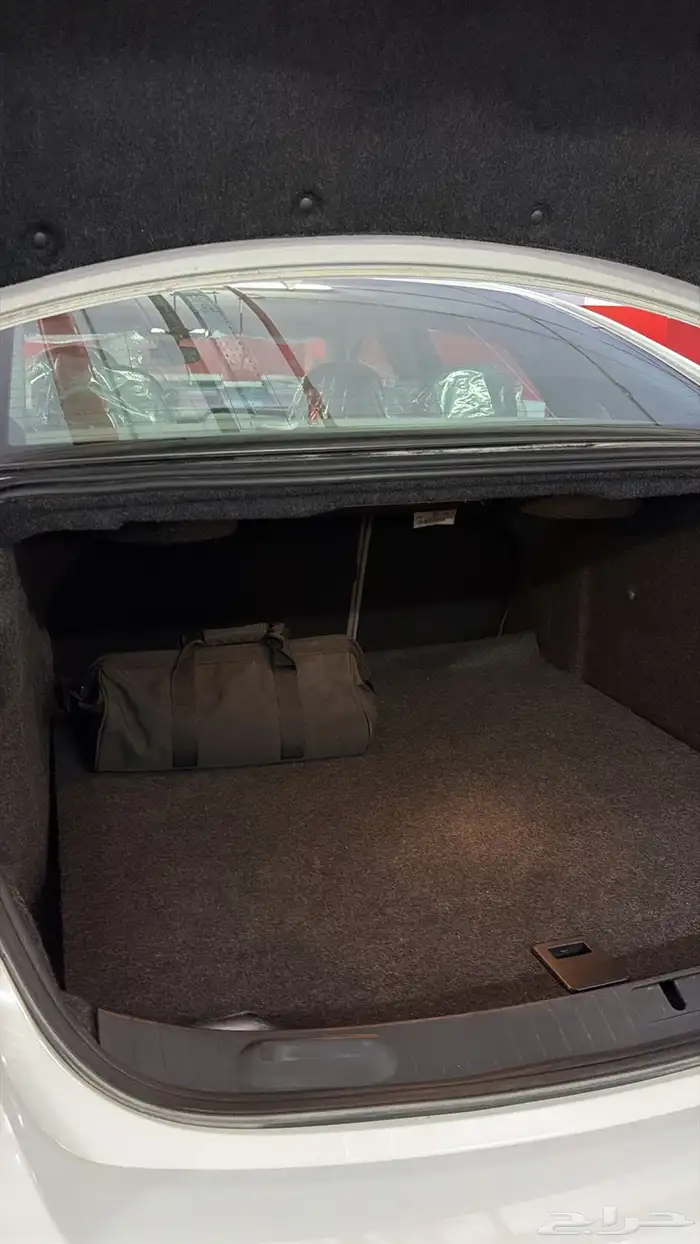 آمبالا الغزال الامريكي   . 24