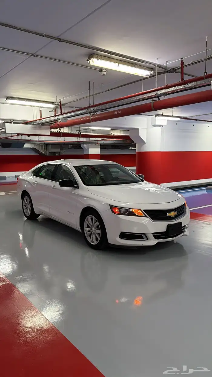 آمبالا الغزال الامريكي   . 1