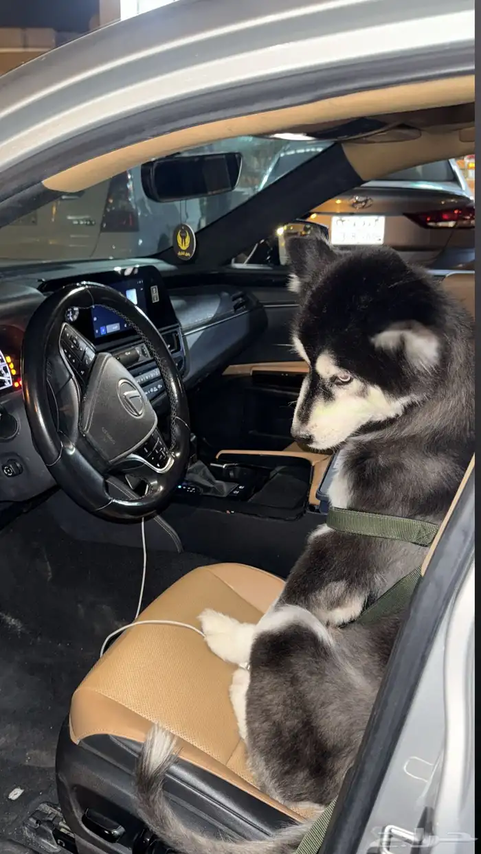 كلب هاسكي للبيع 0