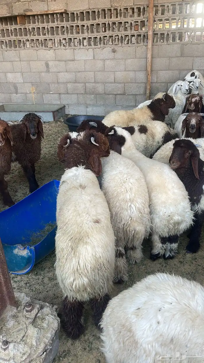 هرافي نعيم لبانيه طيبه 0