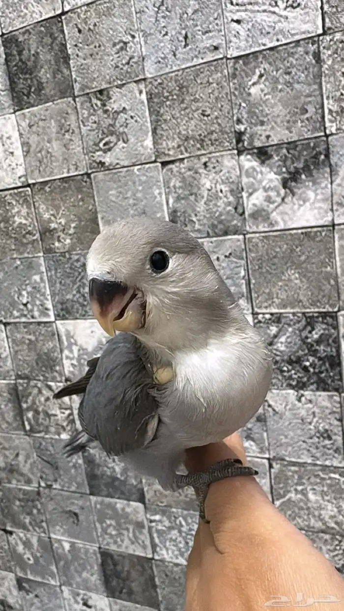 فرخ روز للبيع 3