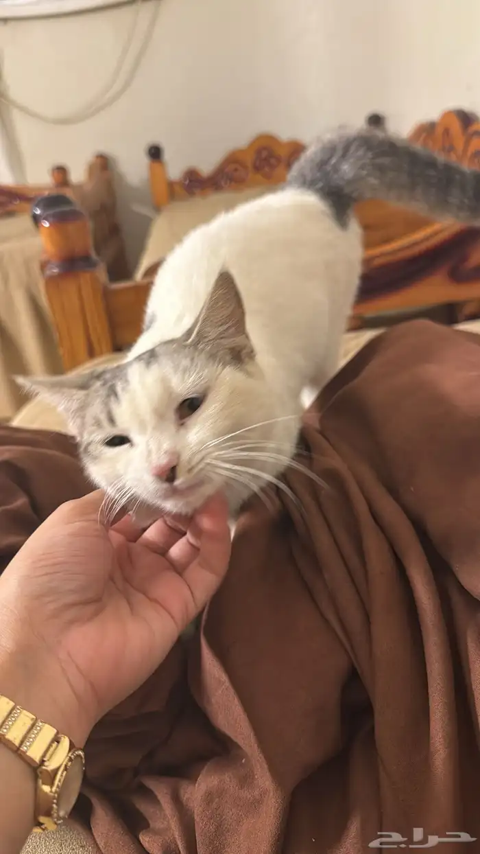 قطة للتبني عمر4 شهور سلميه وتربية بيت 2
