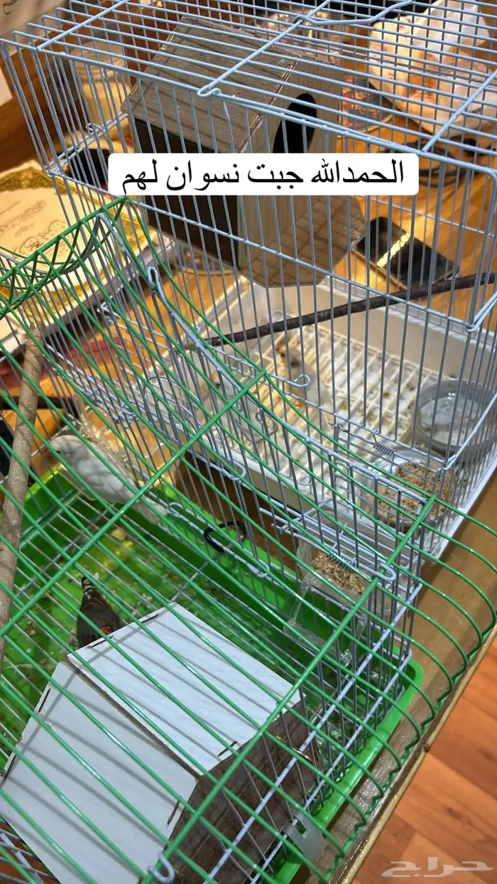 استقبال طيور للتبني 0