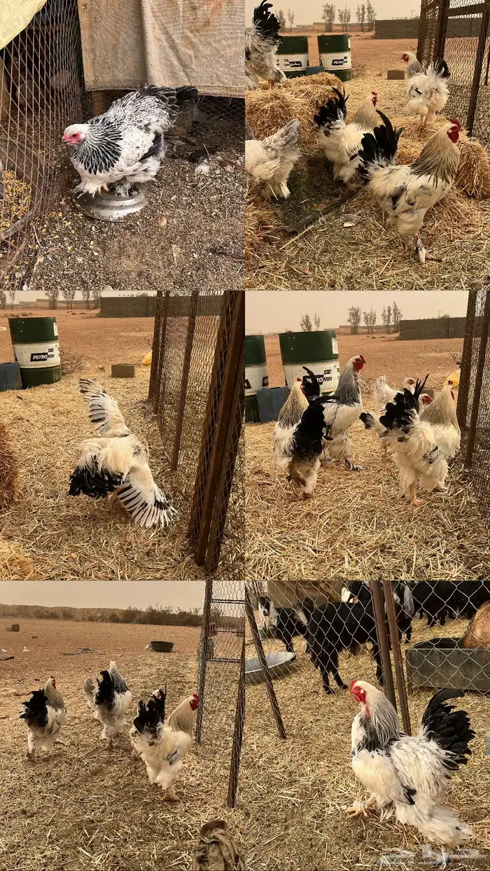 للبيع دجاج كولمبي باك 0