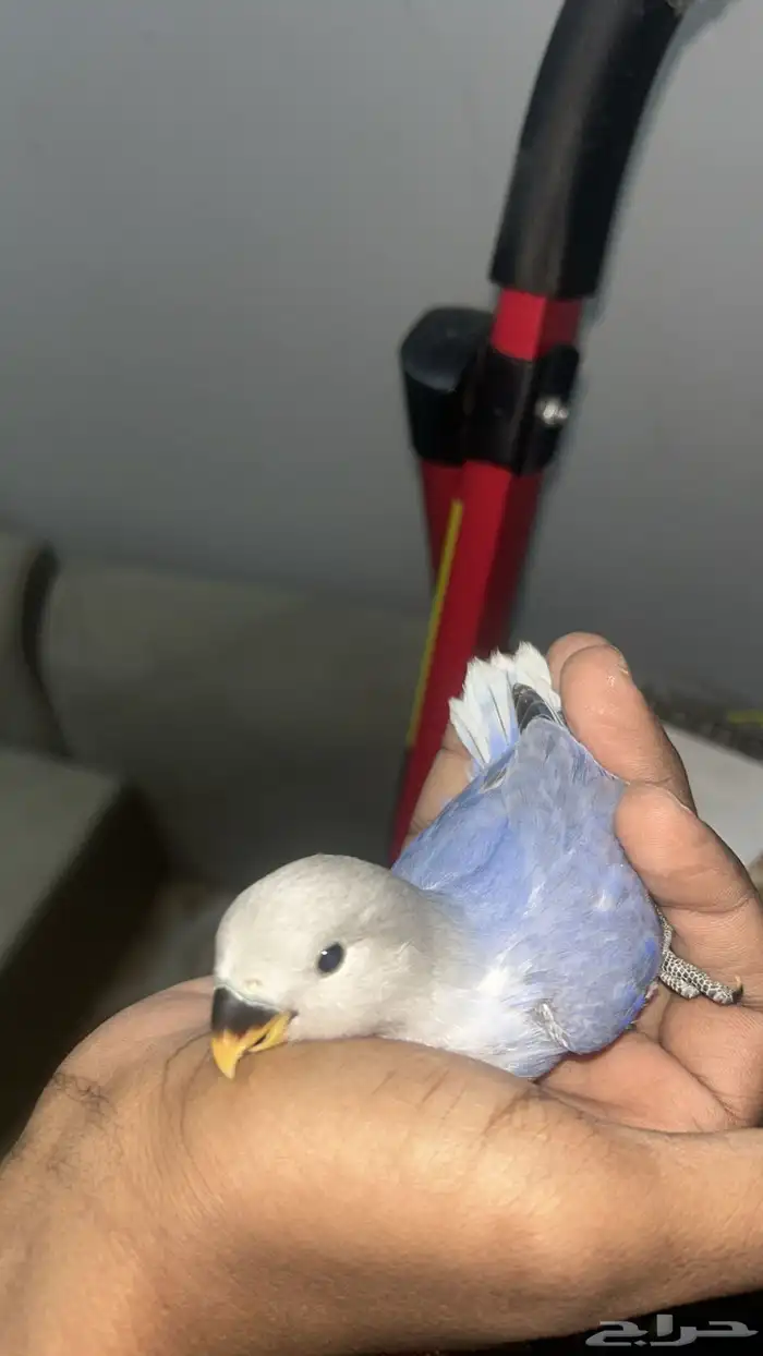 فرخ روز للبيع 1