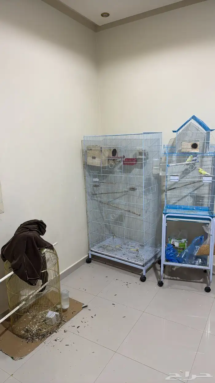 عصافير الحب زوج  ببغاء الدره زوج مع فروخ وبيض قابل للانتاج 0