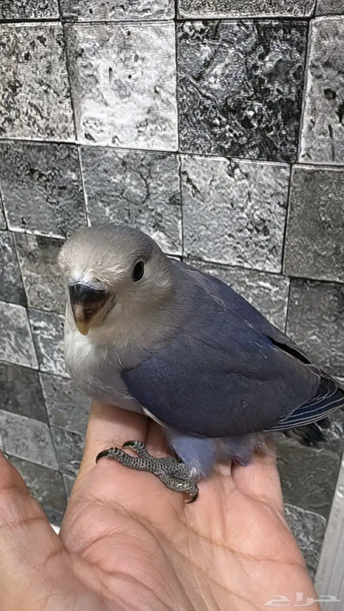 روز فرخ للبيع 1