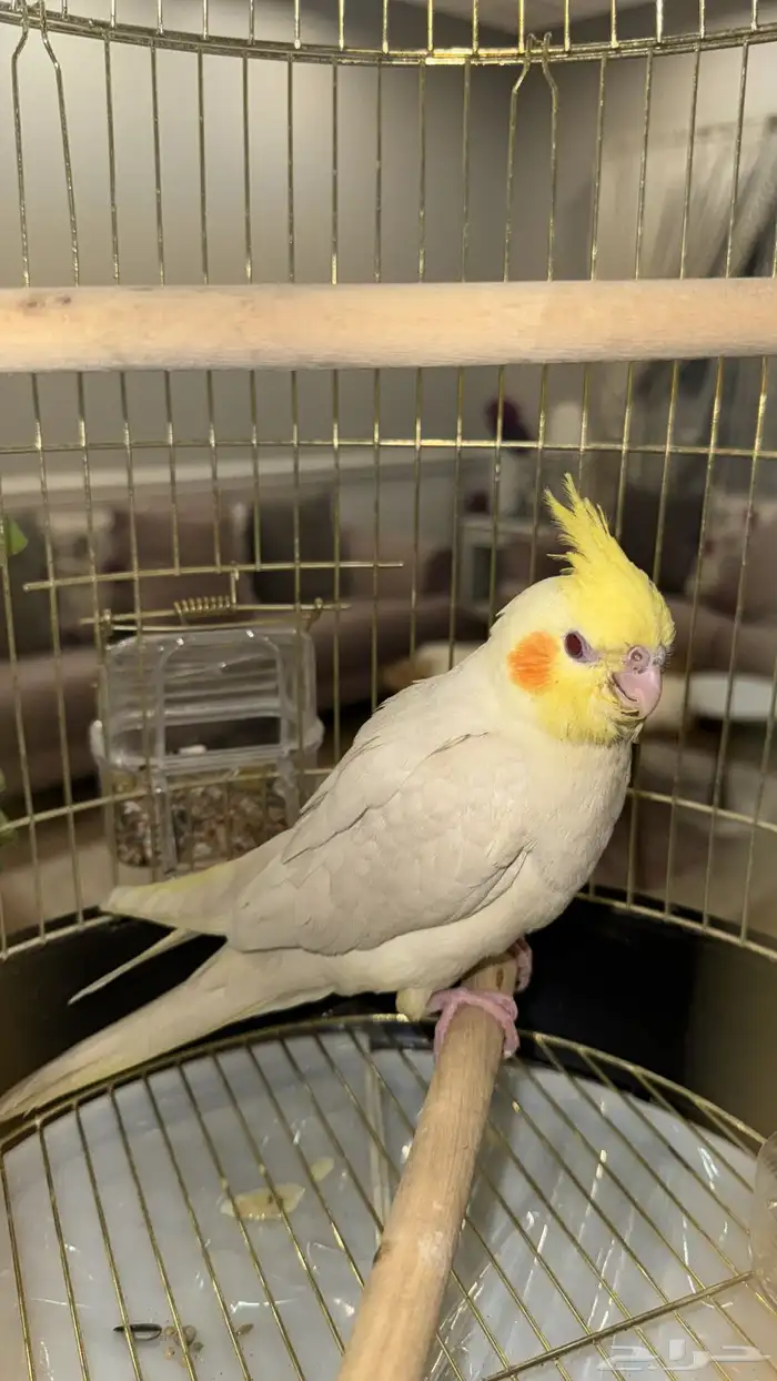 كروان اليف نهاية غر 4