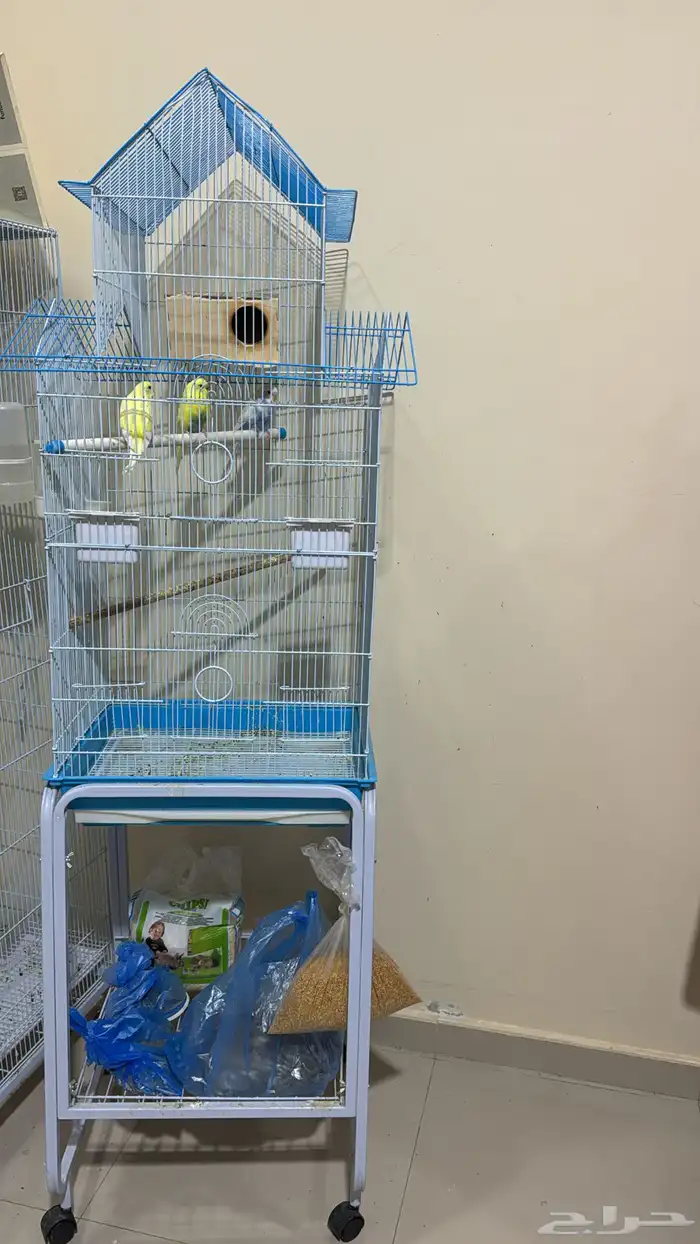 عصافير الحب زوج  ببغاء الدره زوج مع فروخ وبيض قابل للانتاج 1