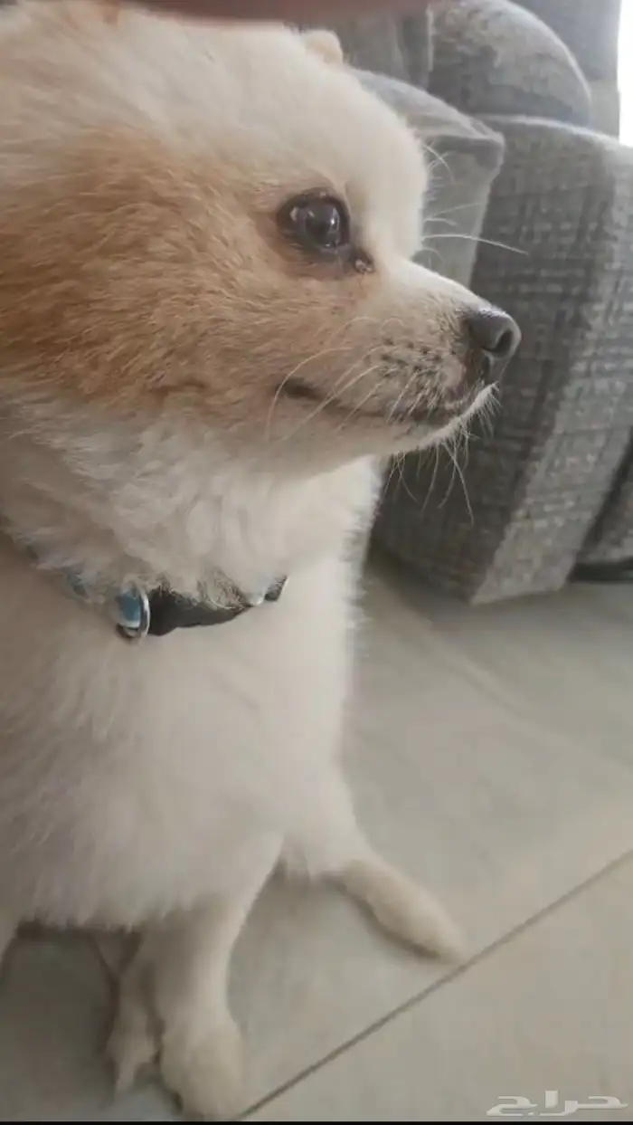 Pomeranian Dog for sale 2