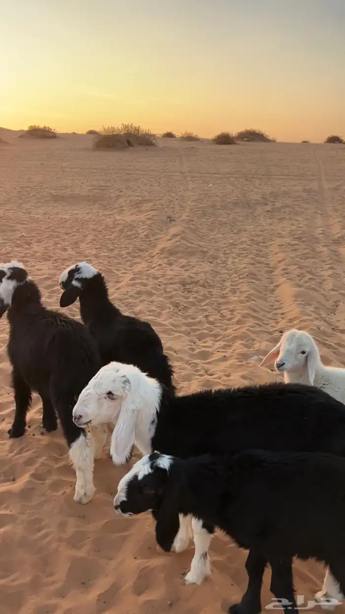 بهم تربيه نجد حري 1