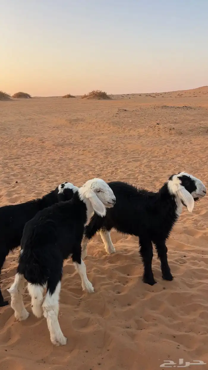 بهم تربيه نجد حري 0