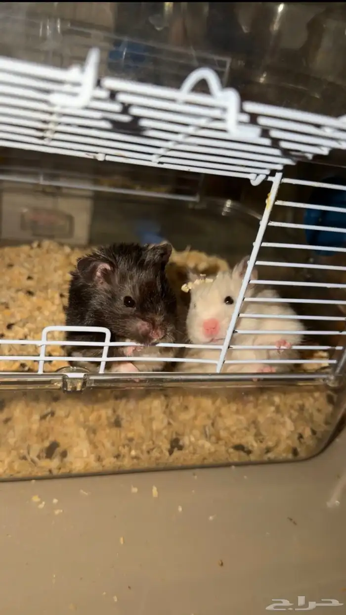 هامستر سوري وعصفورين فيشر ذكر وانثى 1