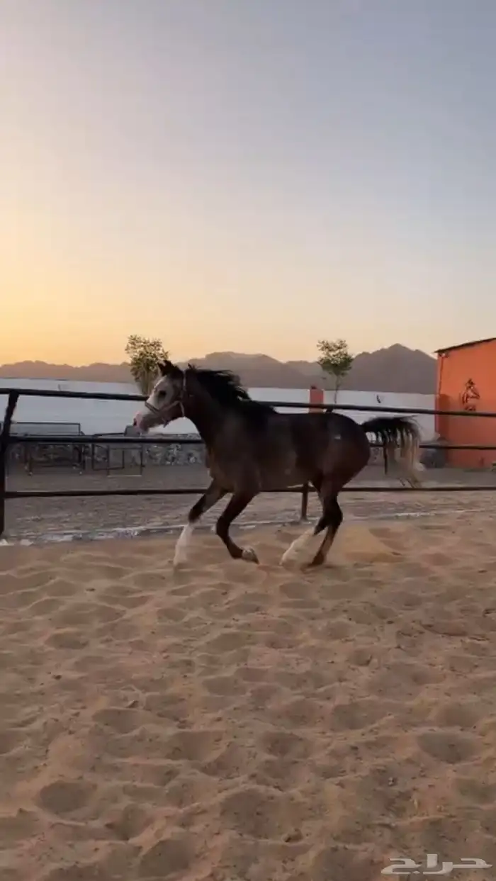 مهرة شعبية للبيع 0