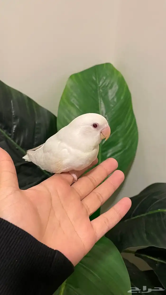 فرخ روز ألبينو عيون حمر نهاية غر هدد نشبة وولافة 1