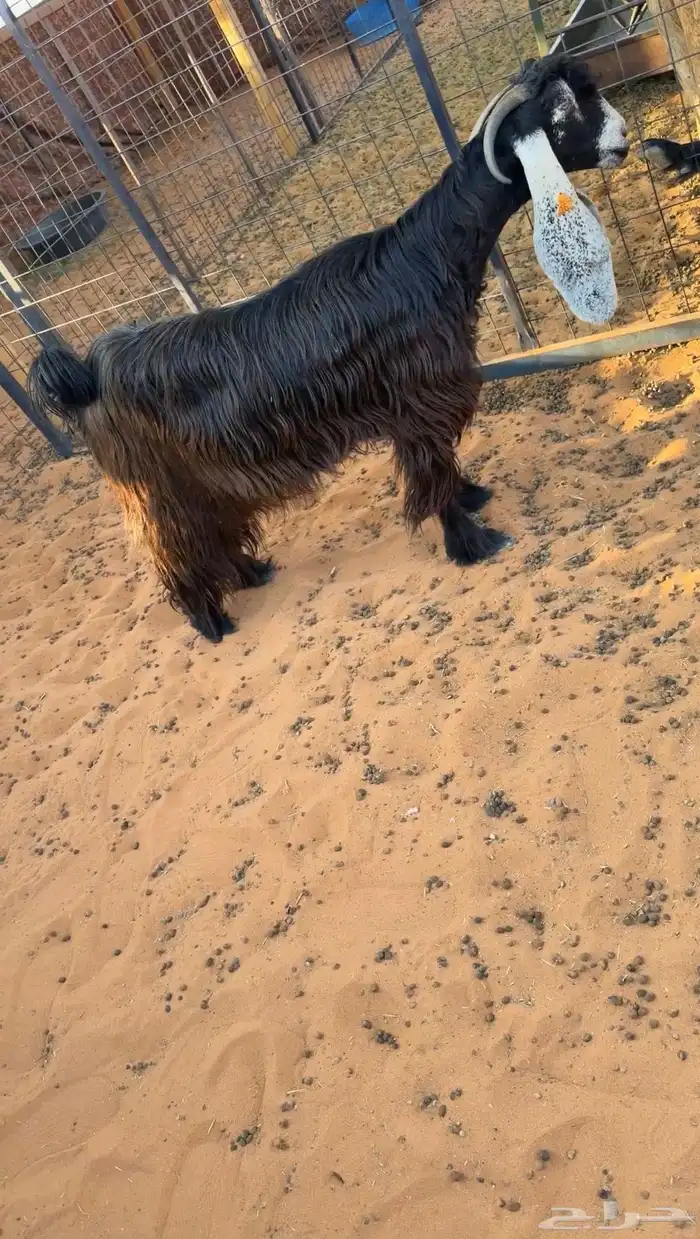 للبيع 6 معزا فواخر دفيع صنف 7