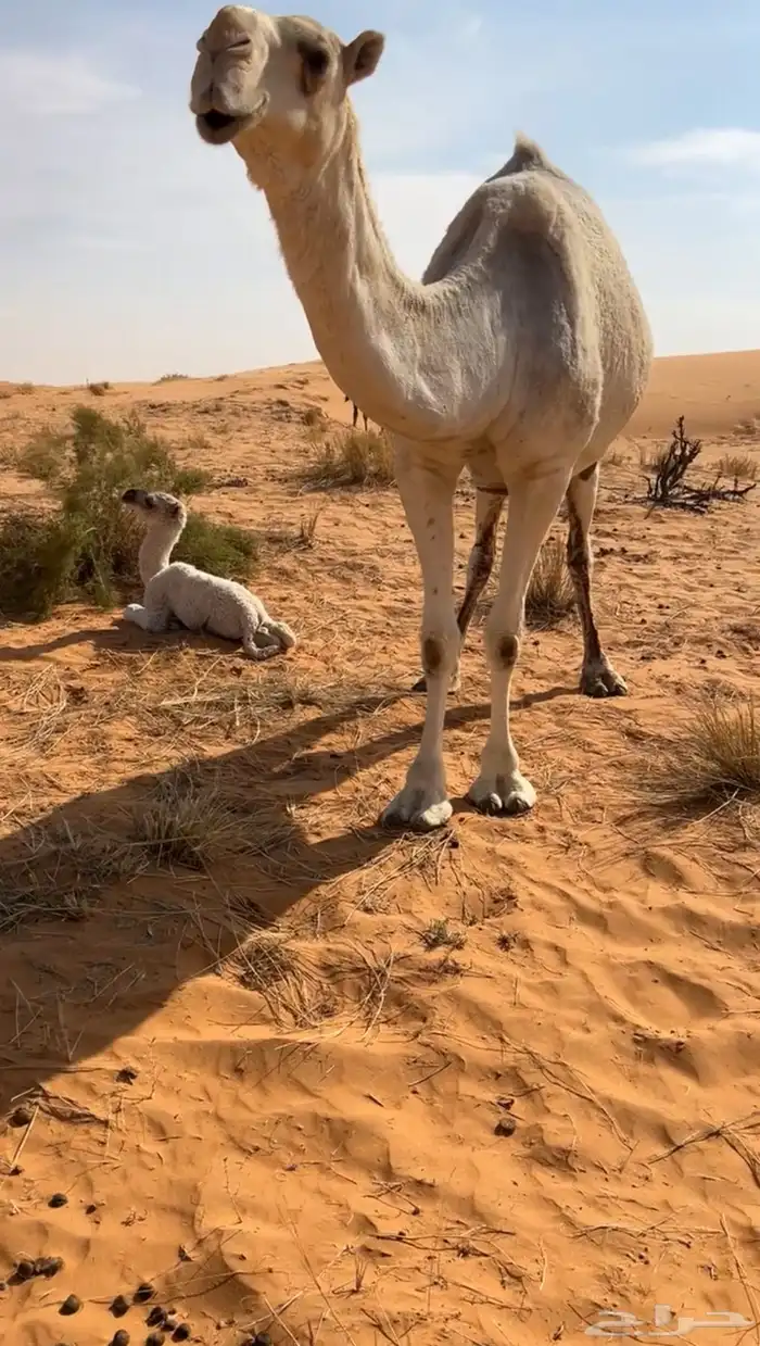 معشر ولقحه كسوب وخلفه طيبه 5