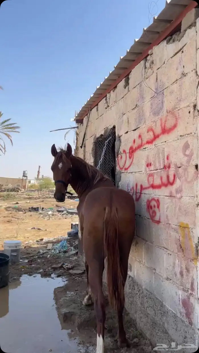 مهر شعبي فاخر 2