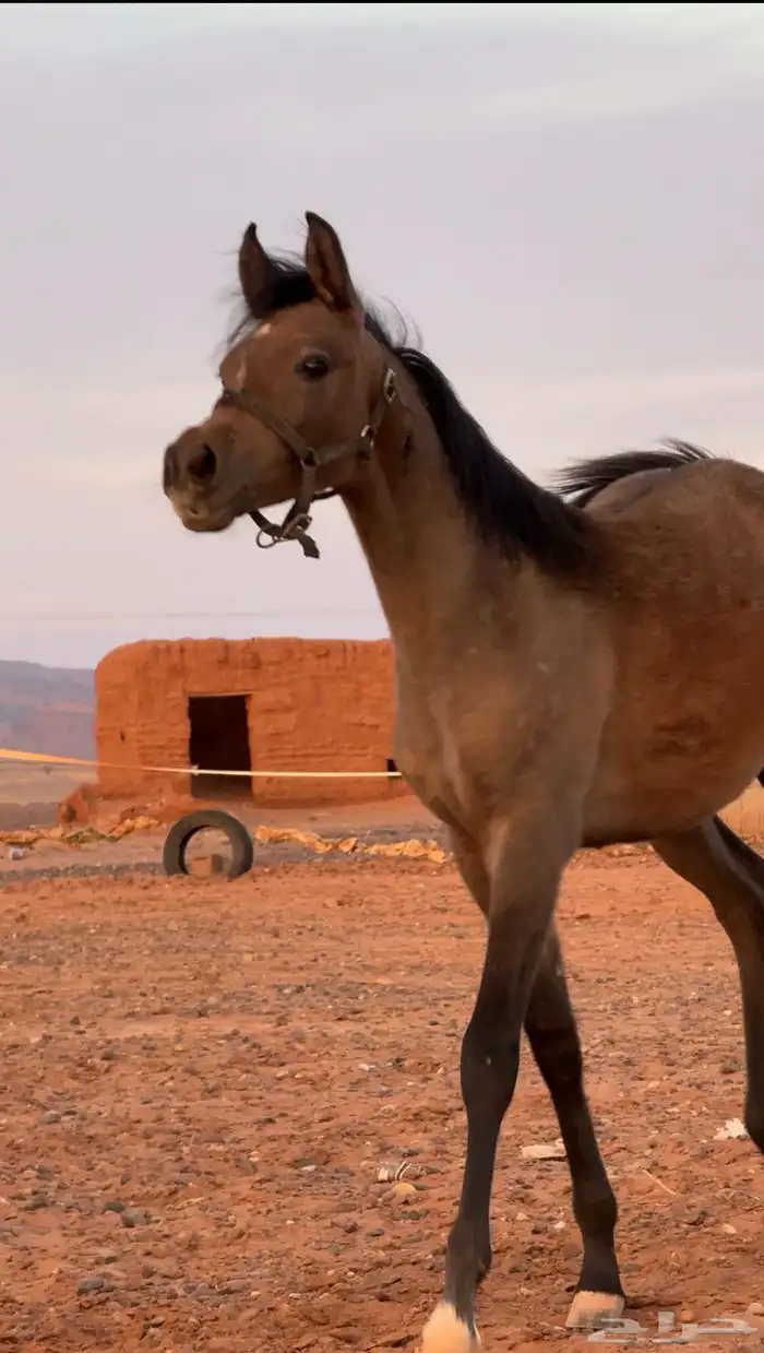 مهره شعبيه للبيع 0