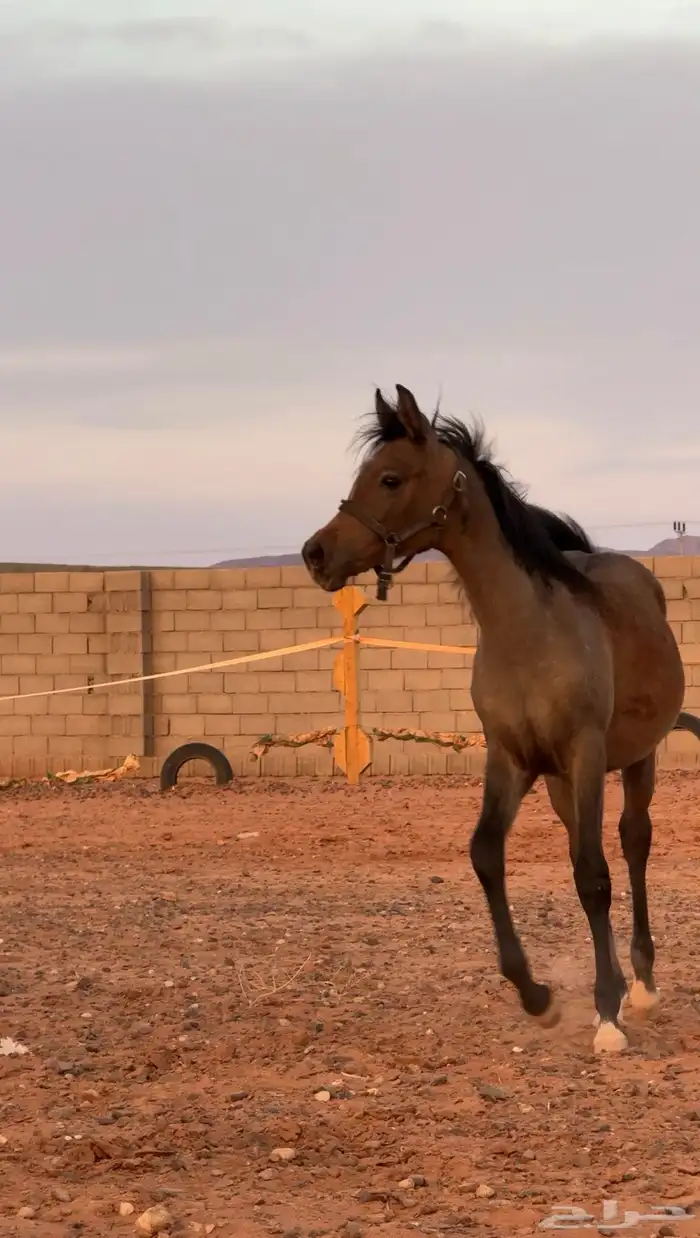 مهره شعبيه للبيع 1