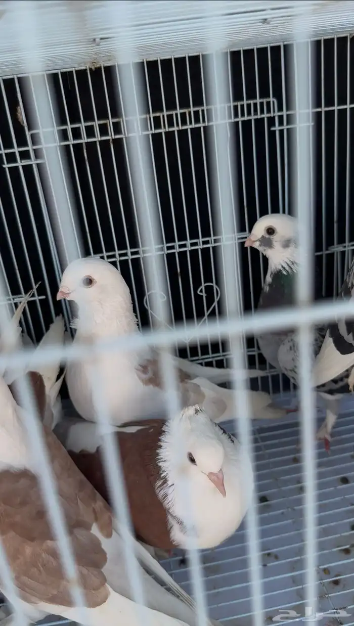 زوج لباني. زوج روماني. زوج هجين ايراني مع روماني 5