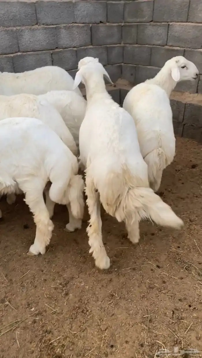 طليان حريه ذبايح فاخره 2