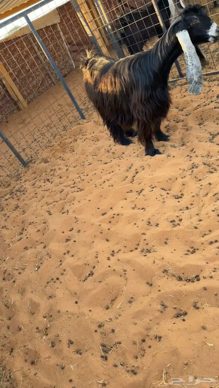 للبيع 6 معزا فواخر دفيع صنف 2