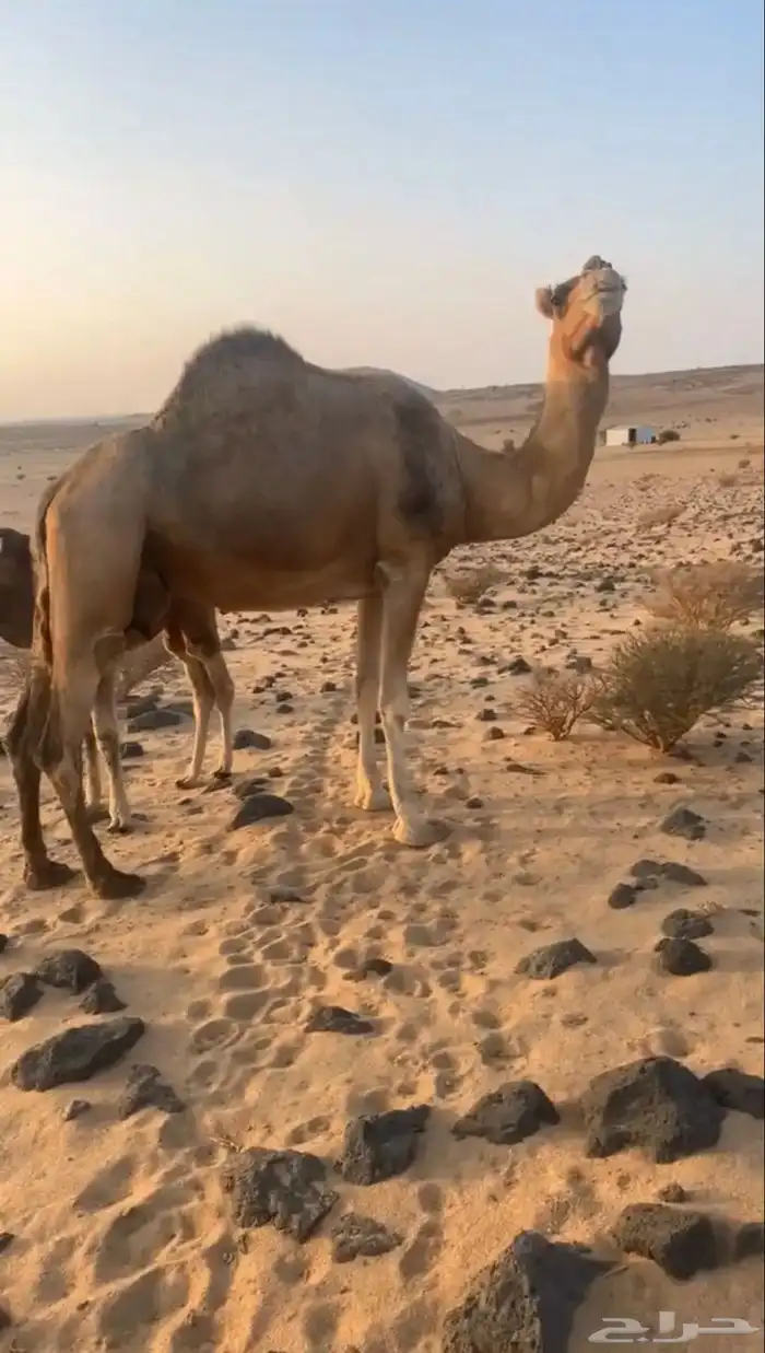 نياق خلفات 4