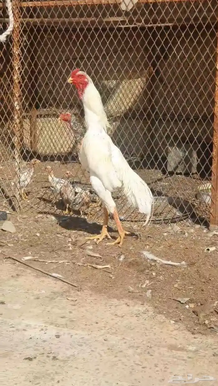 شامو الماني 2