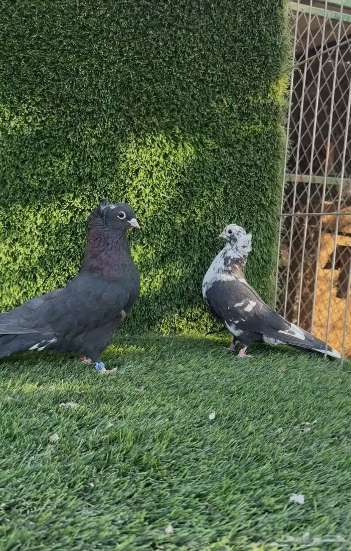 قنادي كوري 0