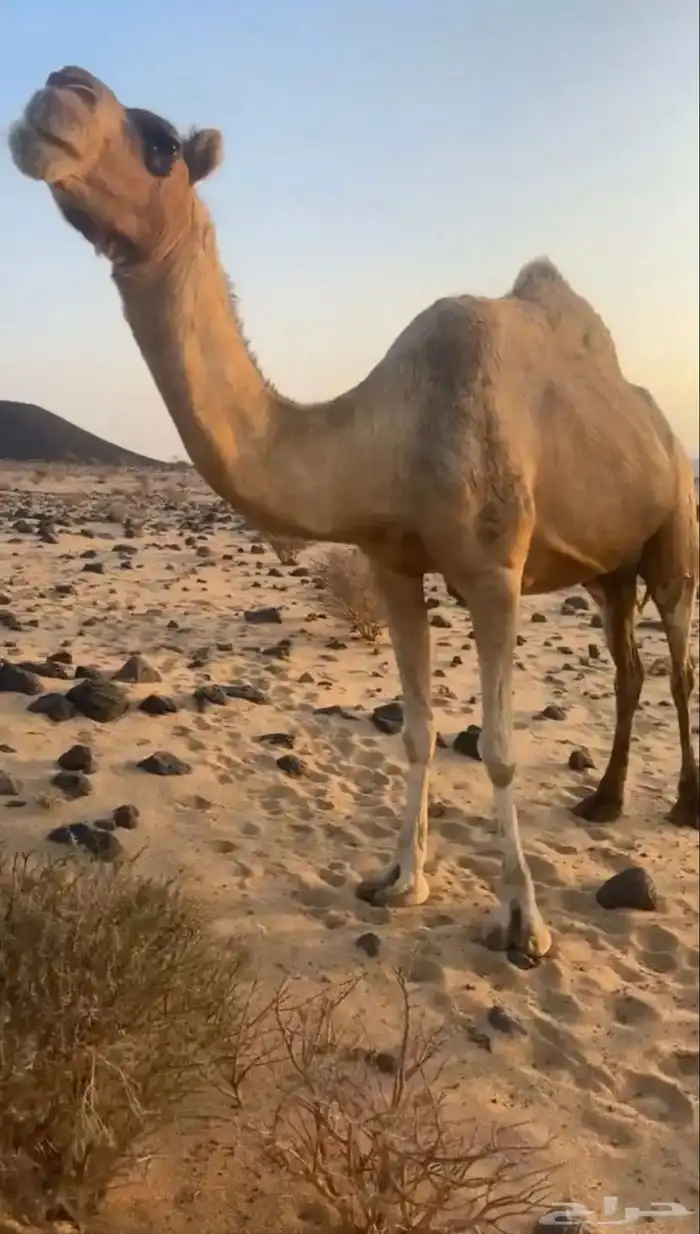 نياق خلفات 3