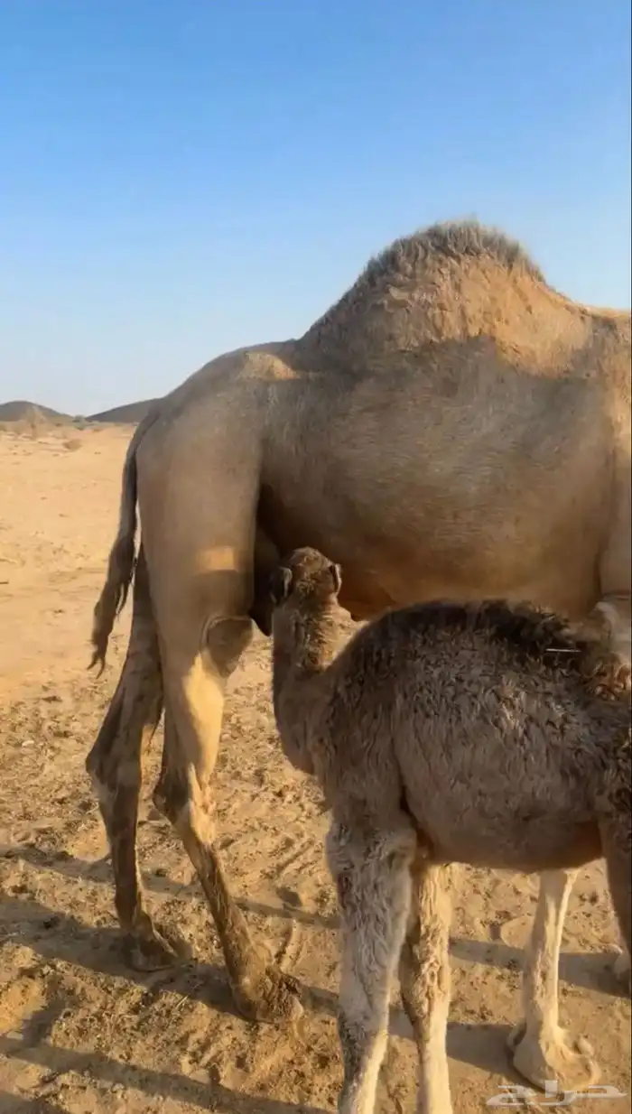 نياق خلفات 0