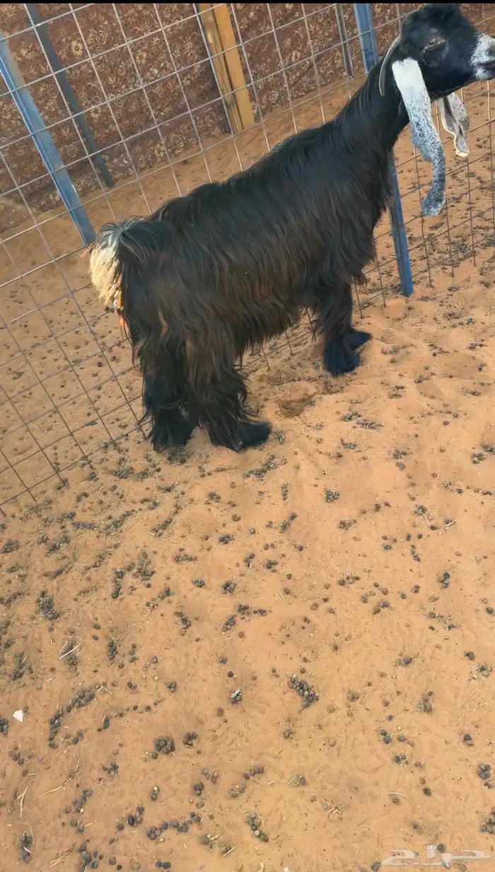 للبيع 6 معزا فواخر دفيع صنف 11