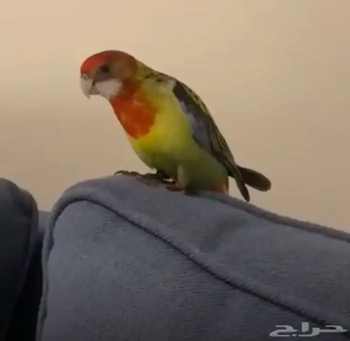 روزيلا اليف هدد 1