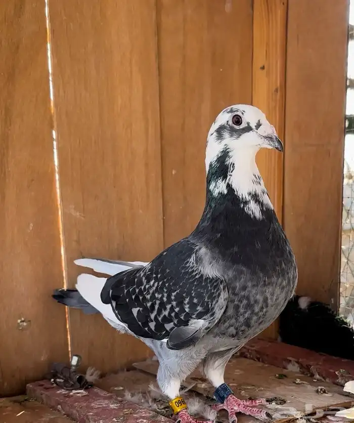 حمام زاجل سباق جان اردن 4