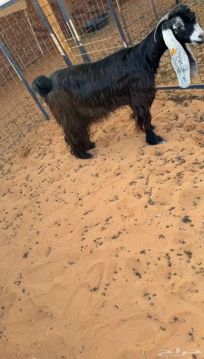 للبيع 6 معزا فواخر دفيع صنف 9